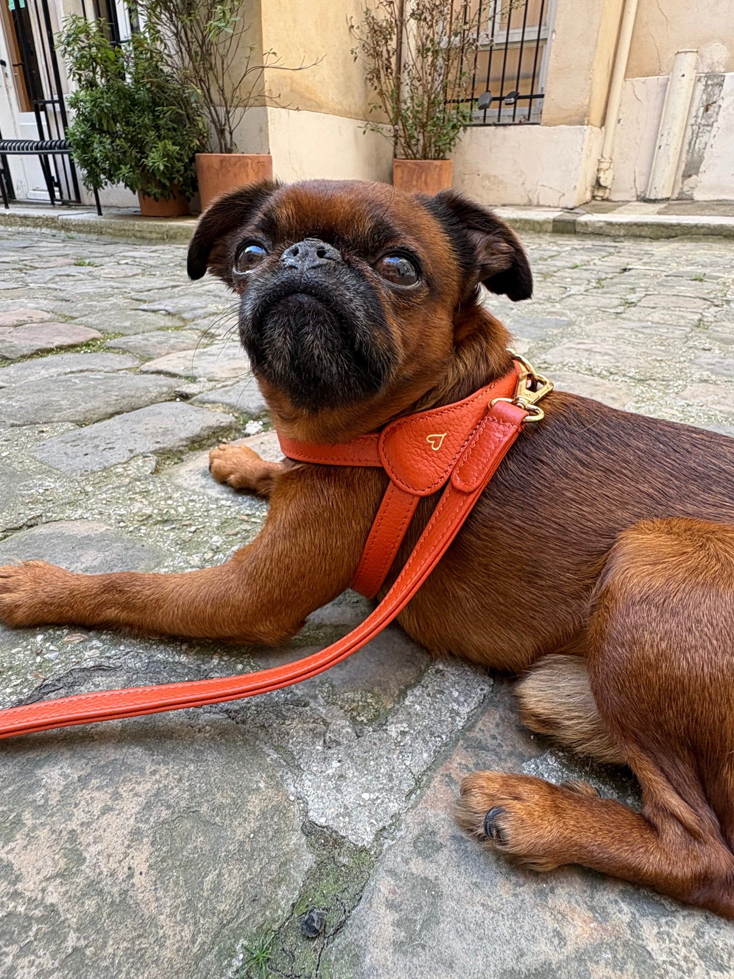 Harness